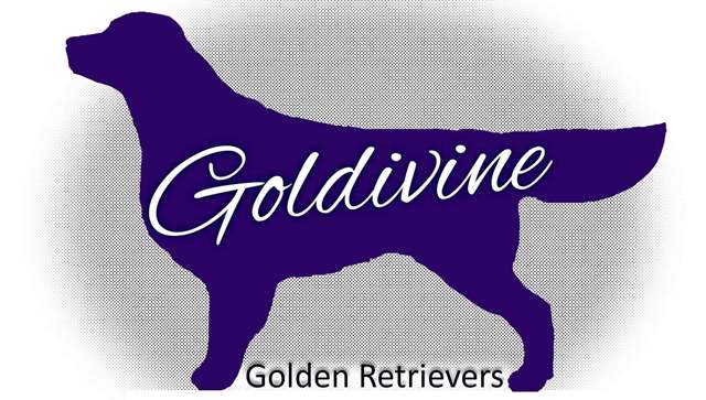Goldivine Golden Retrievers